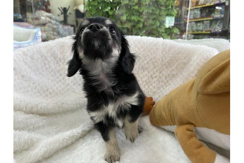 成約済の京都府のチワックス:チワワ×ミニチュアダックスフンド-126447の5枚目