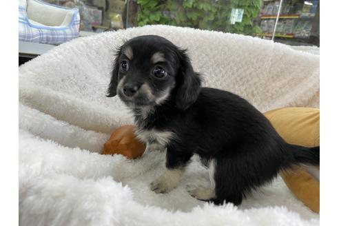 成約済の京都府のチワックス:チワワ×ミニチュアダックスフンド-126447の4枚目