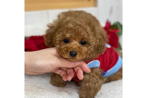 成約済の埼玉県のタイニープードル-128968の1枚目