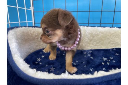 成約済の愛媛県のチワワ(ロングコート)-128979の2枚目