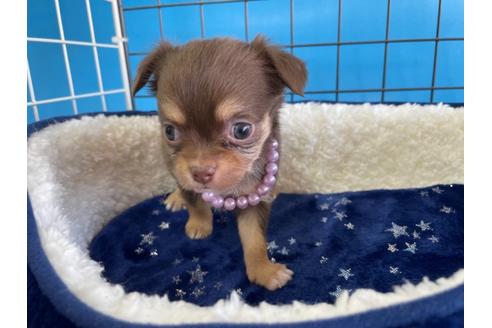 成約済の愛媛県のチワワ(ロングコート)-128979の3枚目