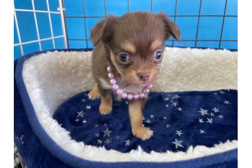 成約済の愛媛県のチワワ(ロングコート)-128979の1枚目