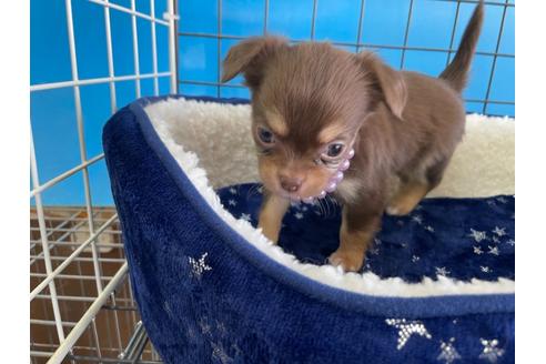 成約済の愛媛県のチワワ(ロングコート)-128979の4枚目