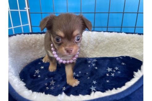 成約済の愛媛県のチワワ(ロングコート)-128979の5枚目