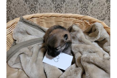 成約済の千葉県のポメラニアン-128271の2枚目