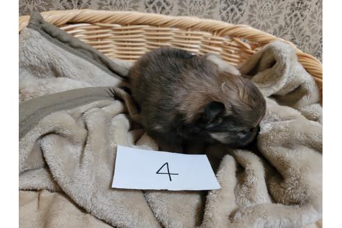 成約済の千葉県のポメラニアン-128077の2枚目