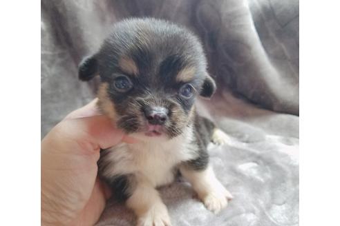 ミックス犬の子犬を探す ブリーダーナビ ミックス犬の子犬を探す ブリーダーナビ