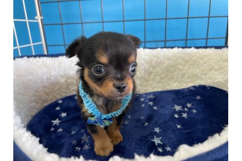 成約済の愛媛県のチワワ(ロングコート)-128997の1枚目