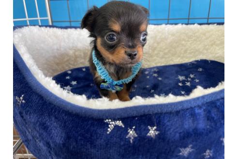 成約済の愛媛県のチワワ(ロングコート)-128997の2枚目