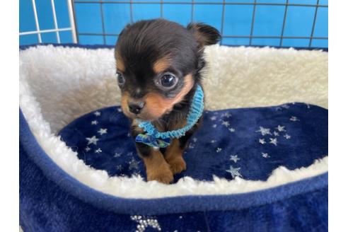 成約済の愛媛県のチワワ(ロングコート)-128997の3枚目