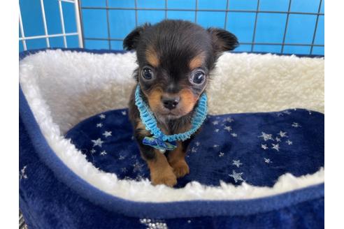 成約済の愛媛県のチワワ(ロングコート)-128997の4枚目