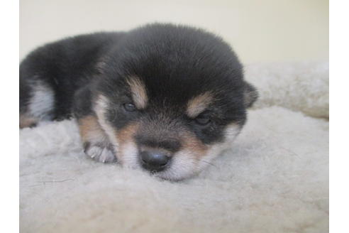 成約済の岡山県の豆柴-127241の9枚目