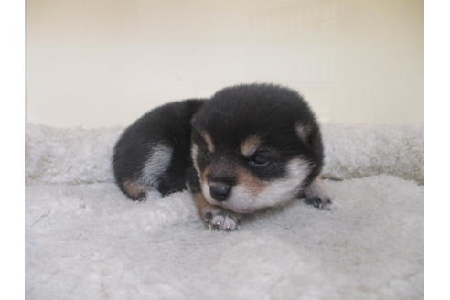 成約済の岡山県の豆柴-127241の8枚目