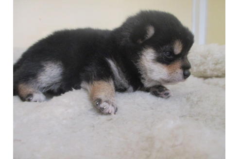 成約済の岡山県の豆柴-127241の6枚目