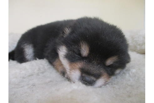 成約済の岡山県の豆柴-127241の5枚目