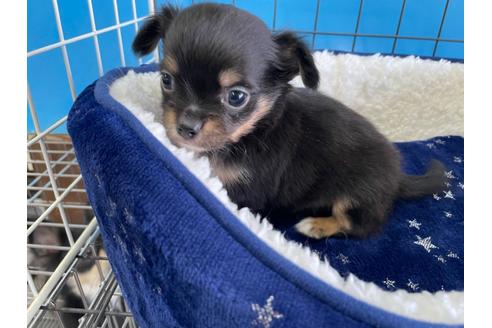 成約済の愛媛県のチワワ(ロングコート)-129000の2枚目