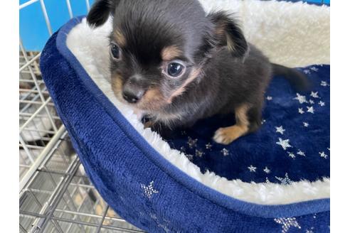 成約済の愛媛県のチワワ(ロングコート)-129000の1枚目