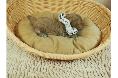 成約済の埼玉県のマルプー:マルチーズ×トイプードル-129002の5枚目