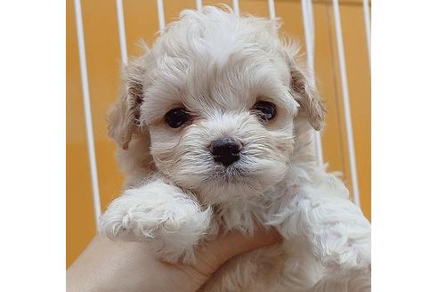 マルプーの子犬を探す ブリーダーナビ