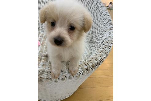 成約済の北海道のミックス犬-129022の4枚目