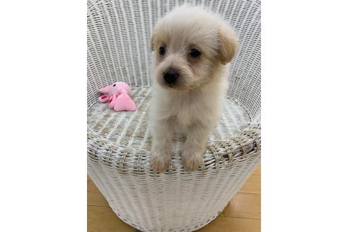 成約済の北海道のミックス犬-129022の3枚目