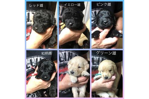 成約済の北海道のミックス犬-129065の1枚目