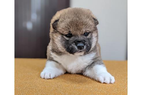 成約済の三重県の柴犬-129073の1枚目