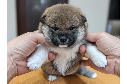 成約済の三重県の柴犬-129073の2枚目