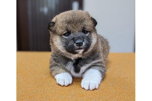 成約済の三重県の柴犬-129076の1枚目