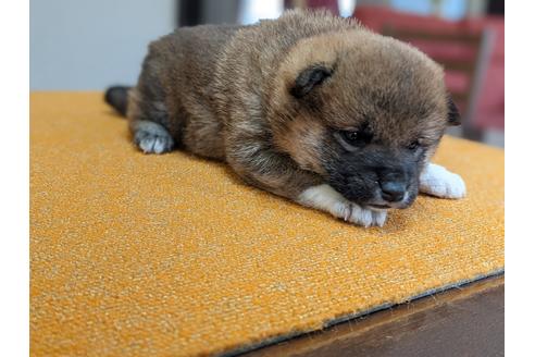 成約済の三重県の柴犬-129076の3枚目