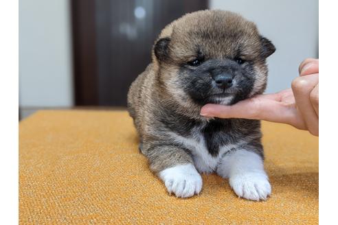 成約済の三重県の柴犬-129076の2枚目