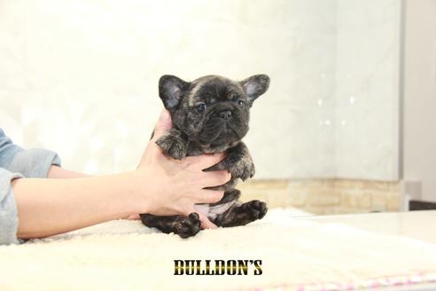 成約済の東京都のフレンチブルドッグ-129082