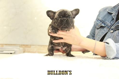 成約済の東京都のフレンチブルドッグ-129082の7枚目