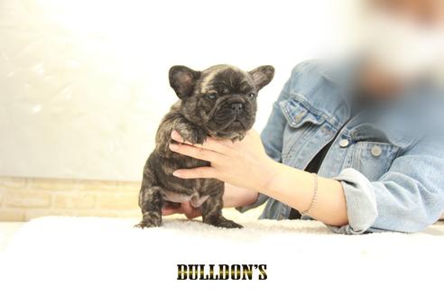 成約済の東京都のフレンチブルドッグ-129082の6枚目