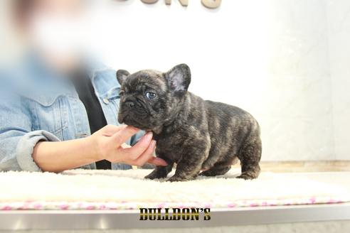 成約済の東京都のフレンチブルドッグ-129082の5枚目