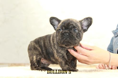 成約済の東京都のフレンチブルドッグ-129082の4枚目