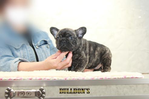 成約済の東京都のフレンチブルドッグ-129082の3枚目