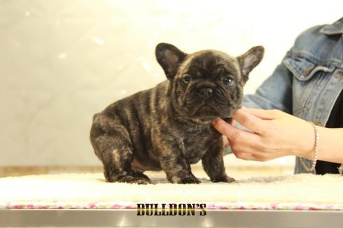 成約済の東京都のフレンチブルドッグ-129082の2枚目