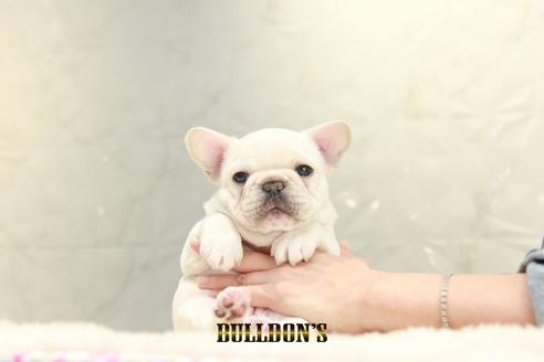 成約済の東京都のフレンチブルドッグ-129085