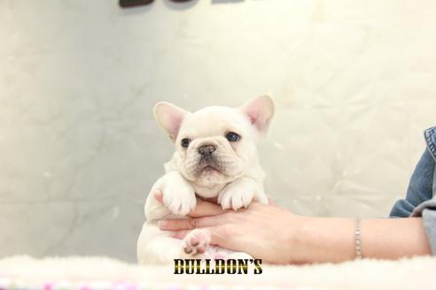 成約済の東京都のフレンチブルドッグ-129085の7枚目