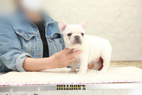 成約済の東京都のフレンチブルドッグ-129085の6枚目