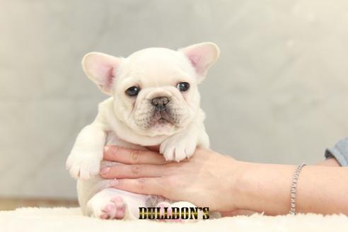 成約済の東京都のフレンチブルドッグ-129085の4枚目