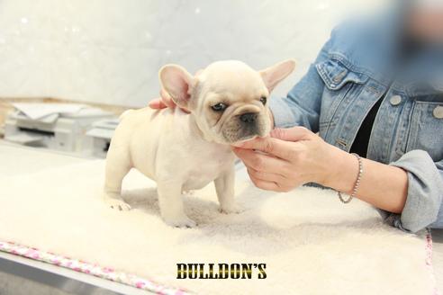 成約済の東京都のフレンチブルドッグ-129086の1枚目