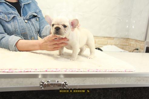 成約済の東京都のフレンチブルドッグ-129086の5枚目