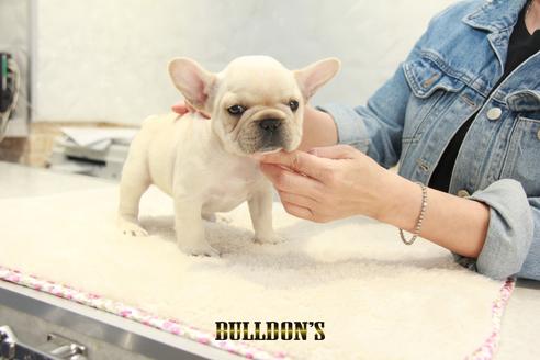 成約済の東京都のフレンチブルドッグ-129086の2枚目