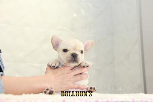 成約済の東京都のフレンチブルドッグ-129095の1枚目