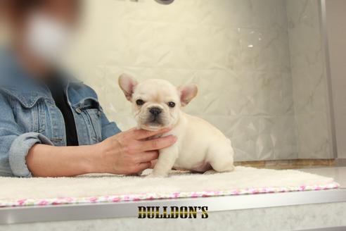 成約済の東京都のフレンチブルドッグ-129095の7枚目