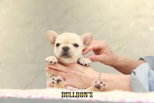 成約済の東京都のフレンチブルドッグ-129095の6枚目