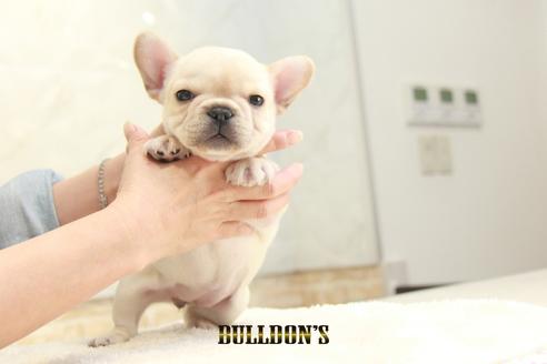 成約済の東京都のフレンチブルドッグ-129095の5枚目