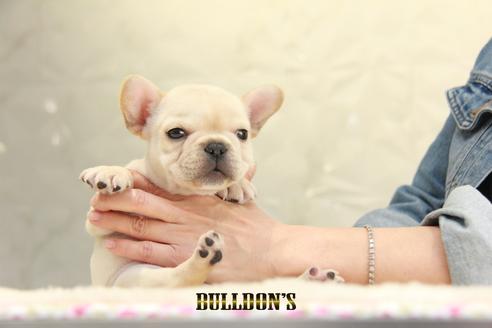 成約済の東京都のフレンチブルドッグ-129095の4枚目